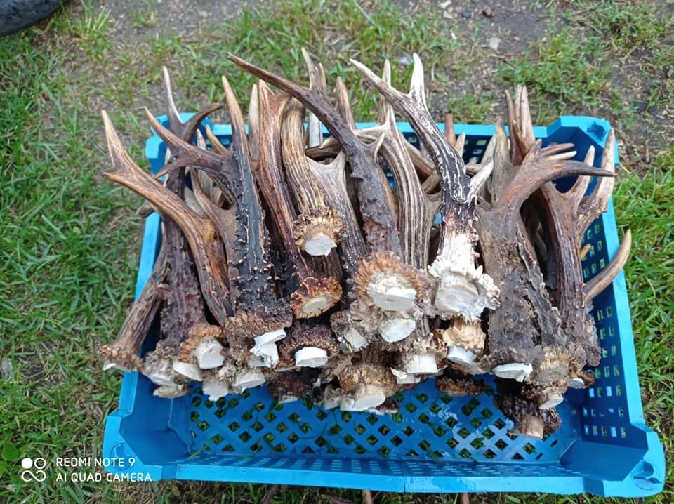 Quality Red Deer Antlers Red Deer Antlers Horns