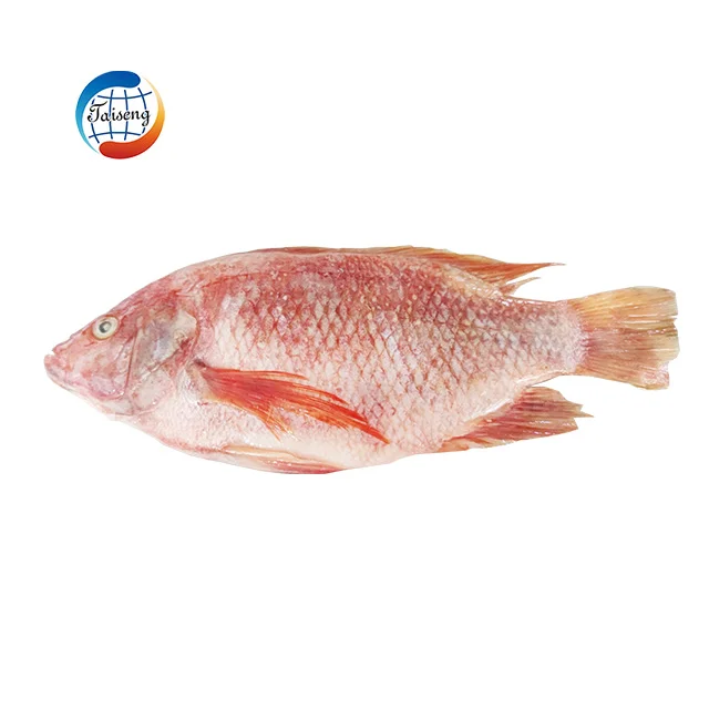 red tilapia (1)