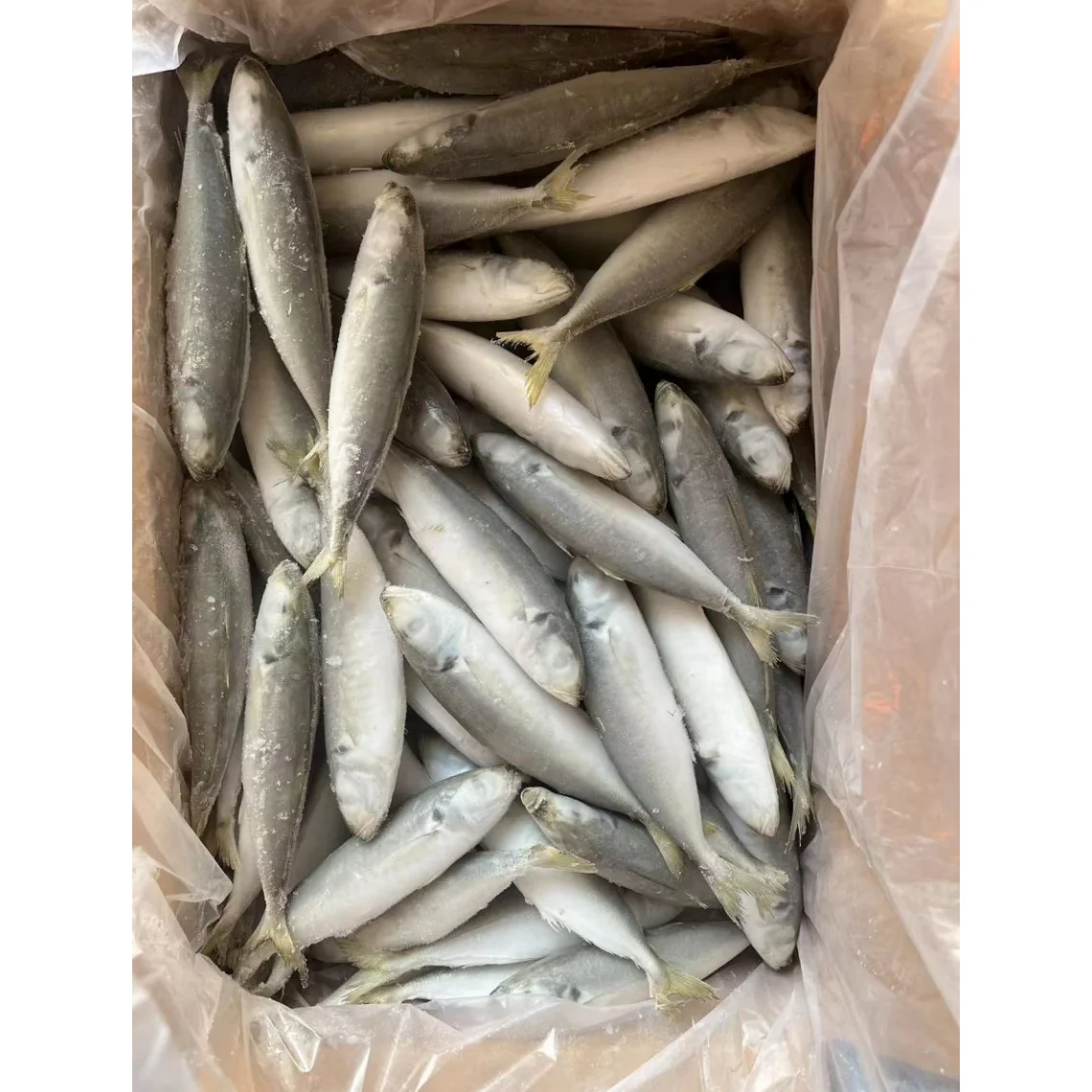 Best Price Seafood IQF Small Eye Horse Mackerel Manufacturer