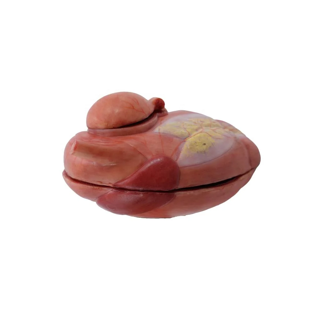 Veterinary Anatomy Teaching Soft Simulation Cattle Stomach Anatomy Model