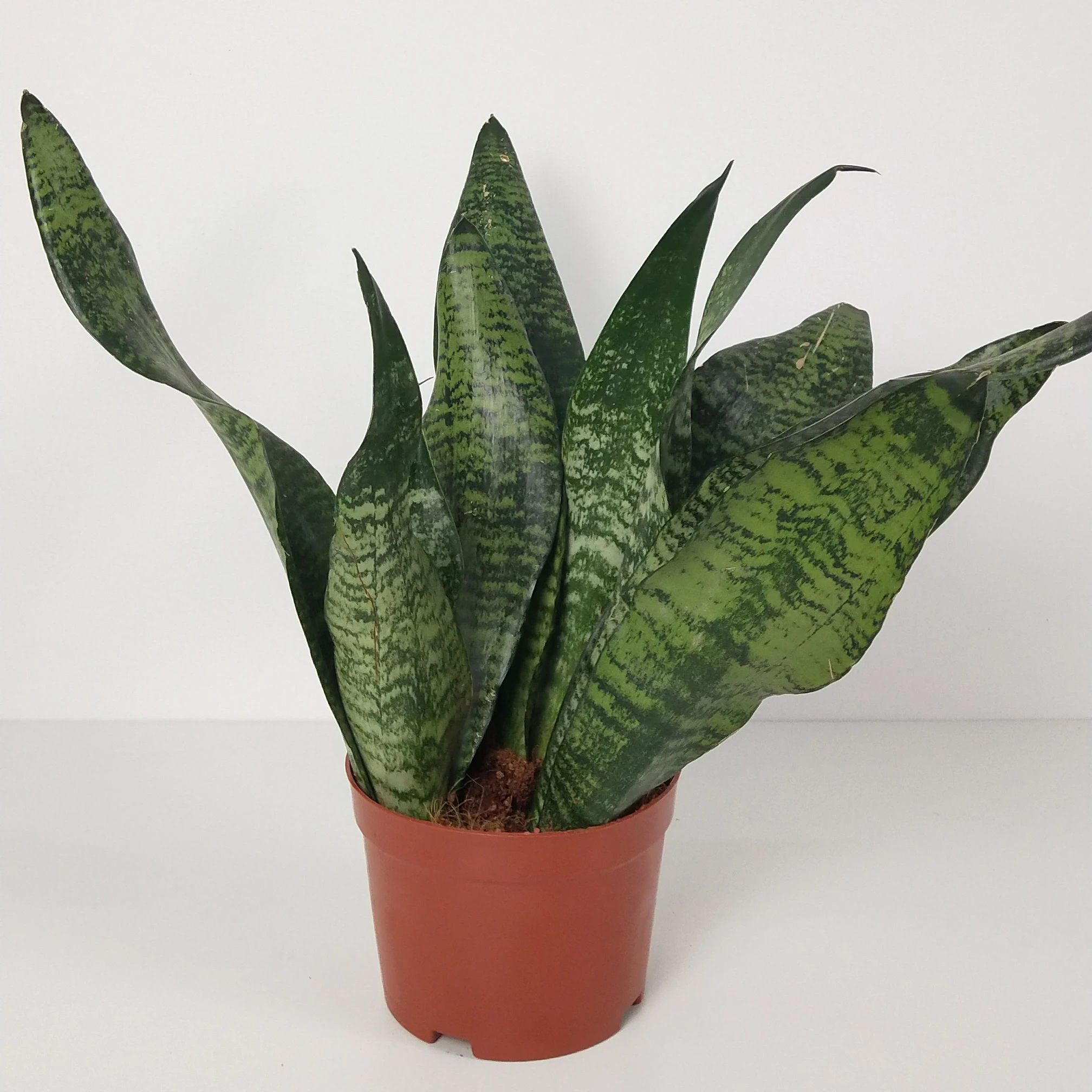 
Factory Wholesale Plastic The Tiger Orchid Bonsai Artificial Sansevieria Plants for indoor Decor 