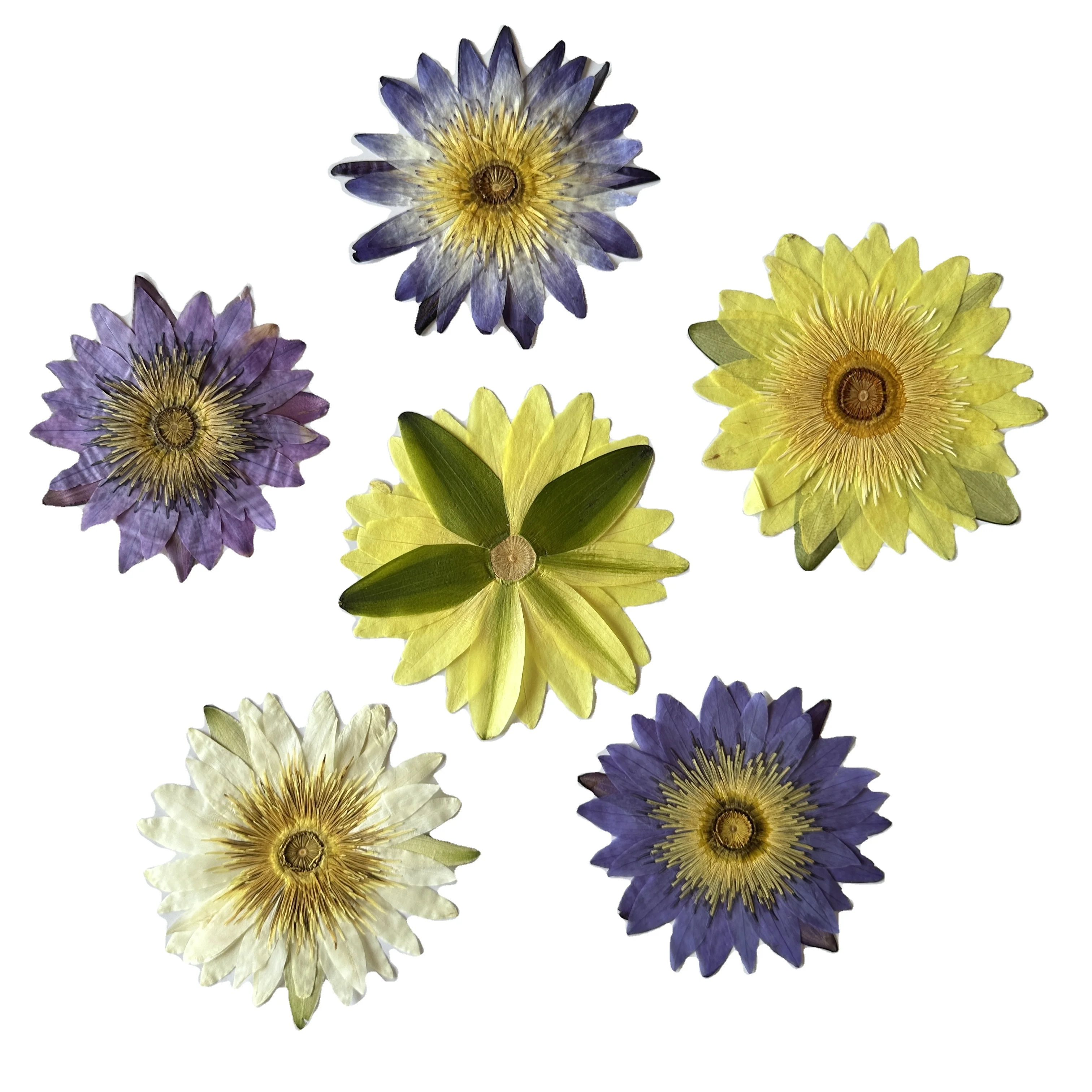 Lotus Floral Water Lily Waterlilies Pressed Flower For Photo Frame