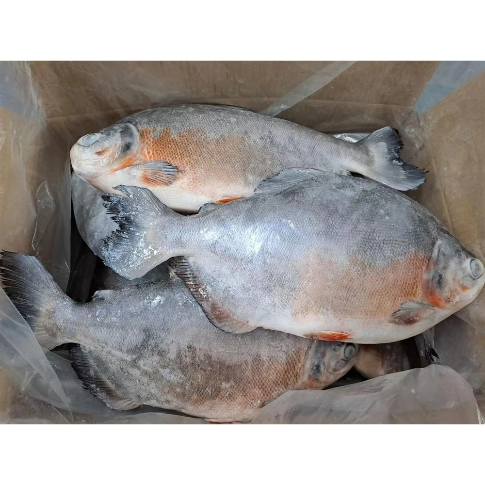 Red pacu frozen pomfret fish frozen red pompano fish red pomfret whole fish