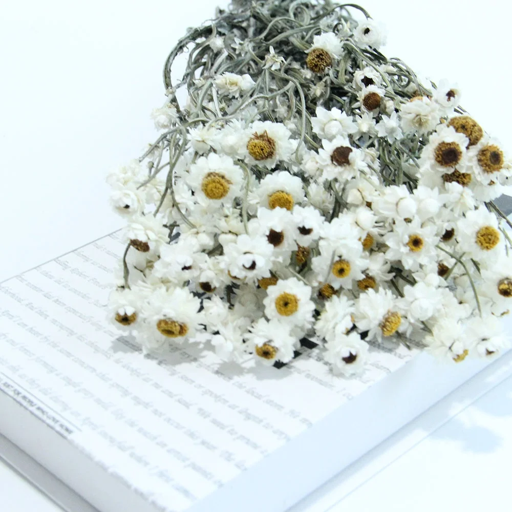 Goods in Stock Spot Goods Fastest Shipping Dried Flowers Silvery Chrysanthemum Rubia for Opening Gift and Flower Shop Display
