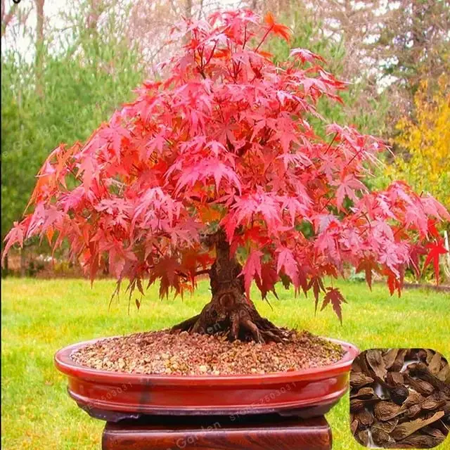 
Acerpalmatum Seeds Hong feng Best price bulk Acer palmatum seeds Acer rubrum Japanese Maple tree seeds for 