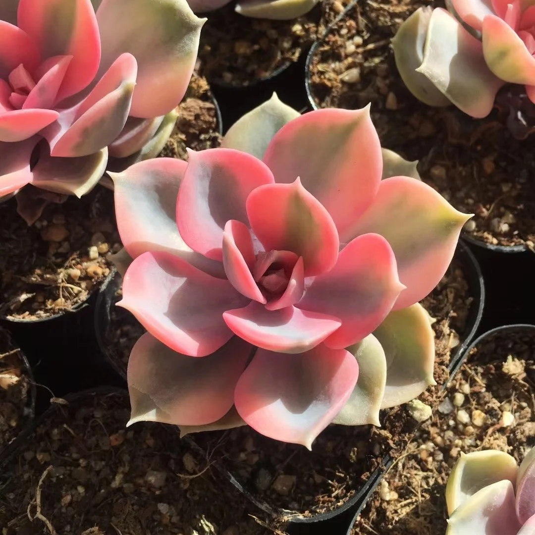  Оптовая продажа радужные красивые декоративные живые растения Echeveria по низкой цене настоящие суккуленты