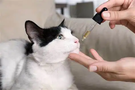 Fish oil for cat
