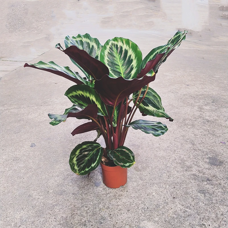 Комнатное наблюдение за листвой Calathea Shinestar подвесные цветы в горшке живые зеленые растения оптовая продажа по низкой