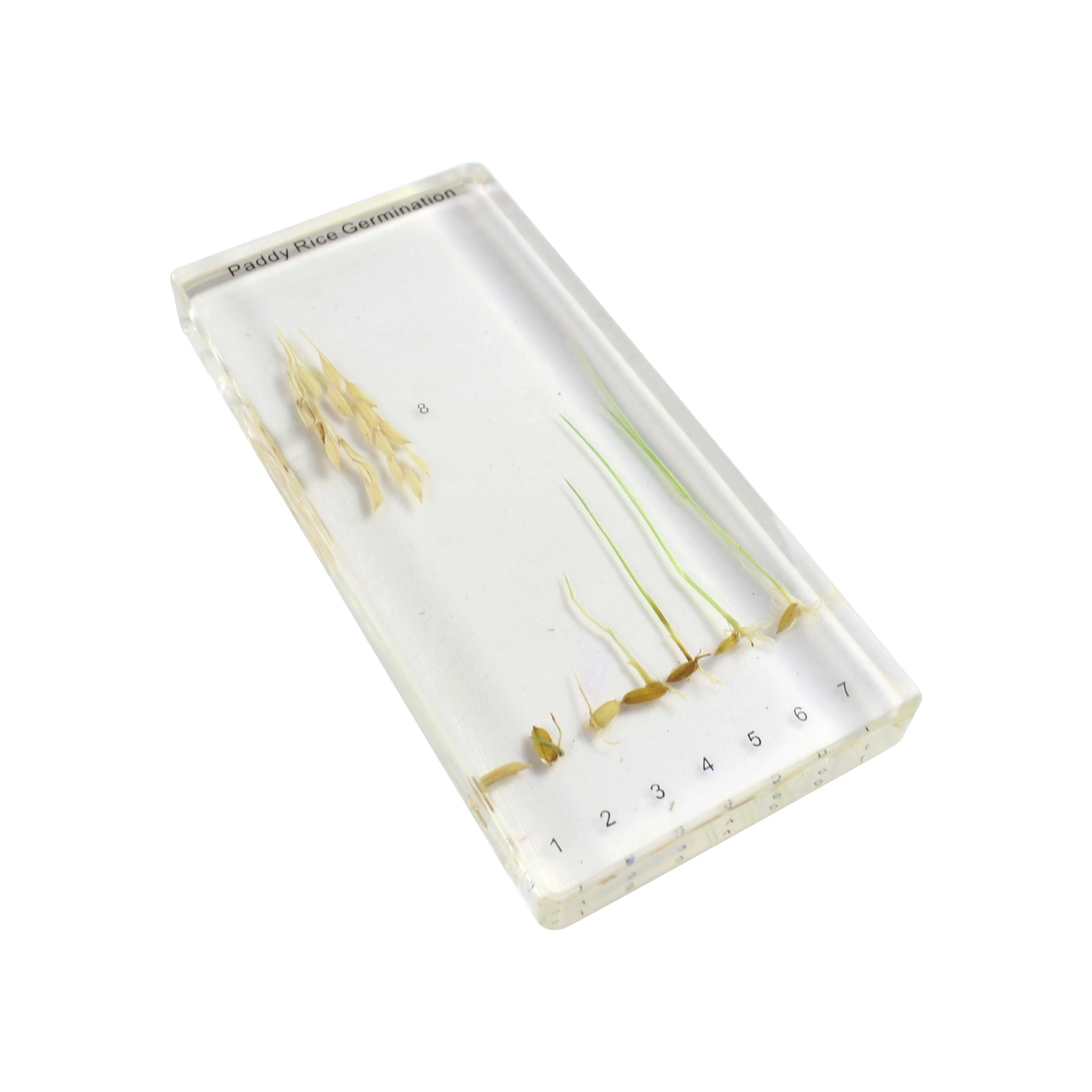 Paddy Rice Germination Agricultural Teaching of Plant Life Cycle Specimen