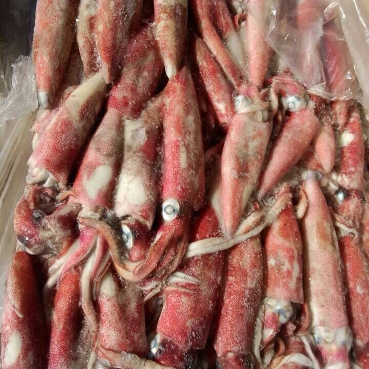 Новое поступление оптовая продажа морепродуктов SANFENG кальмары Замороженные Кальмары Loligo для