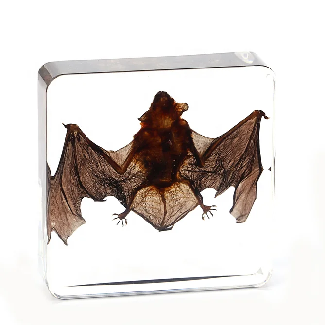 Образовательный продукт образец Таксидермии из настоящего папье насекомых полимерная биологическая модель обучающее средство скорпиона летучей мыши