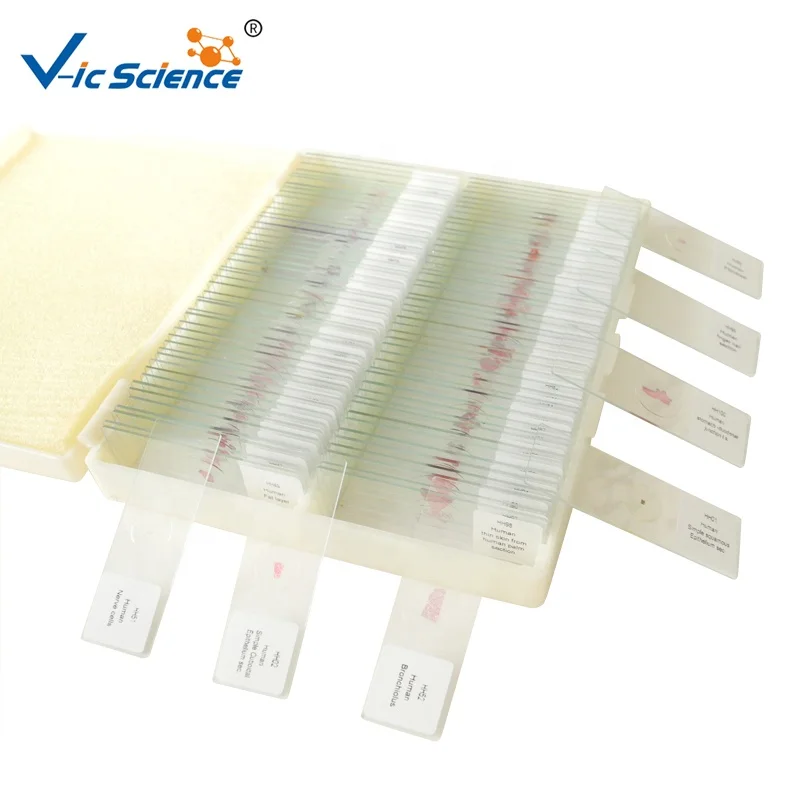 student microscope prepared slides histology human tissue slides medical histology slides