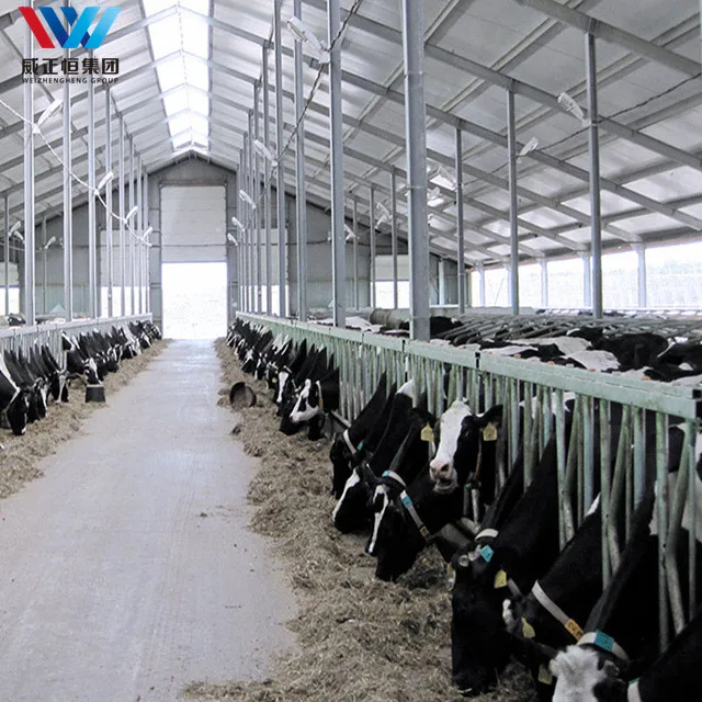 Сборная стальная конструкция Cowshed молочная ферма для крупного рогатого