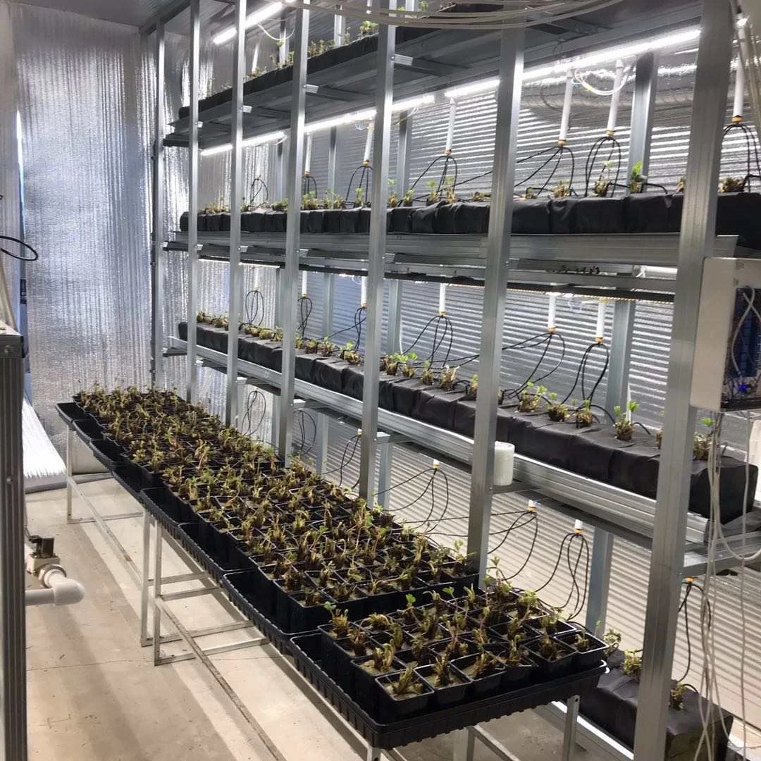 Grow Led Bar Light 275*18mm LM 301H Led bar strip 1ft LED grow light