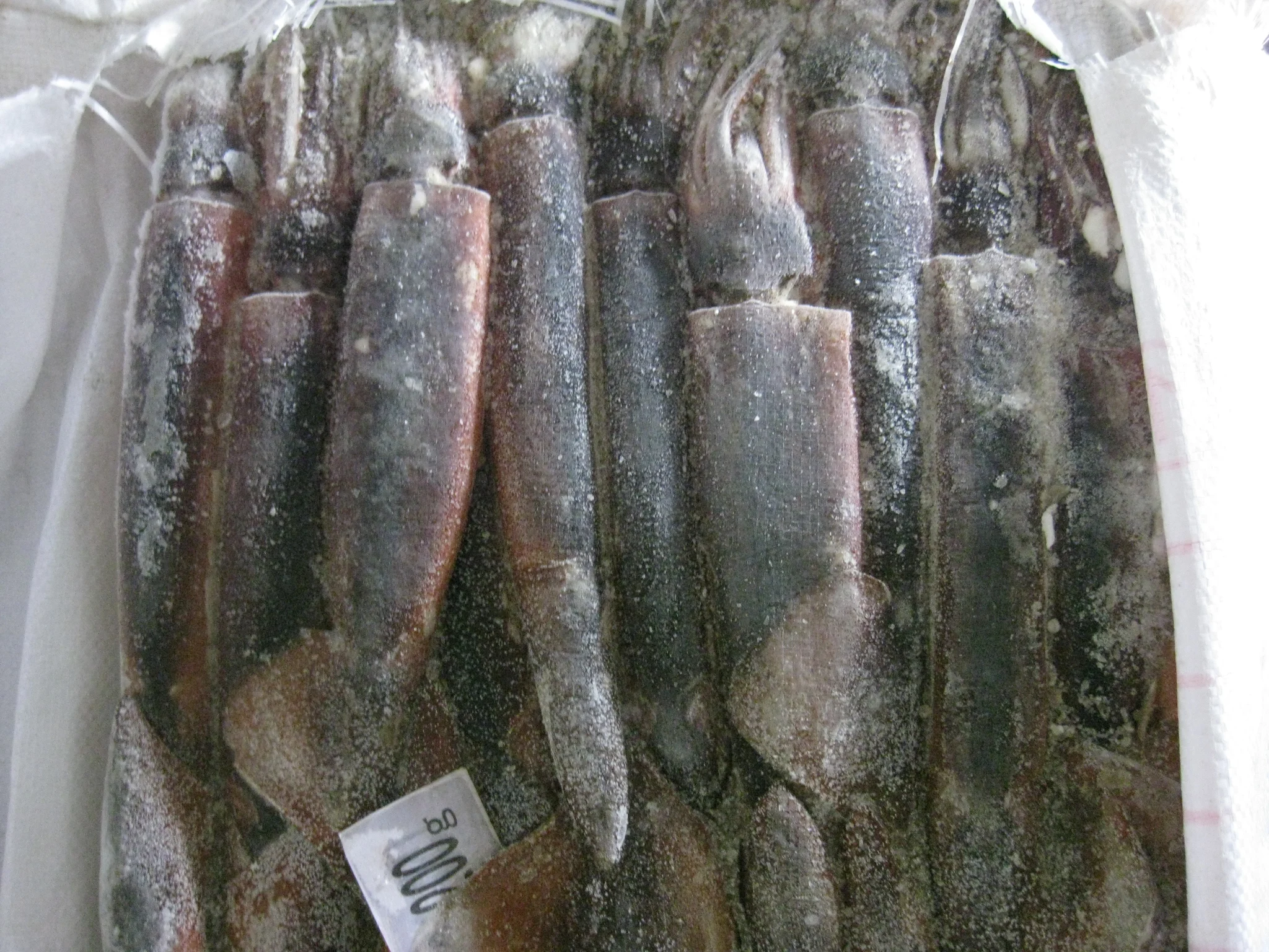 Seafood Supplier  Frozen Illex Argentina Squid 200-300g