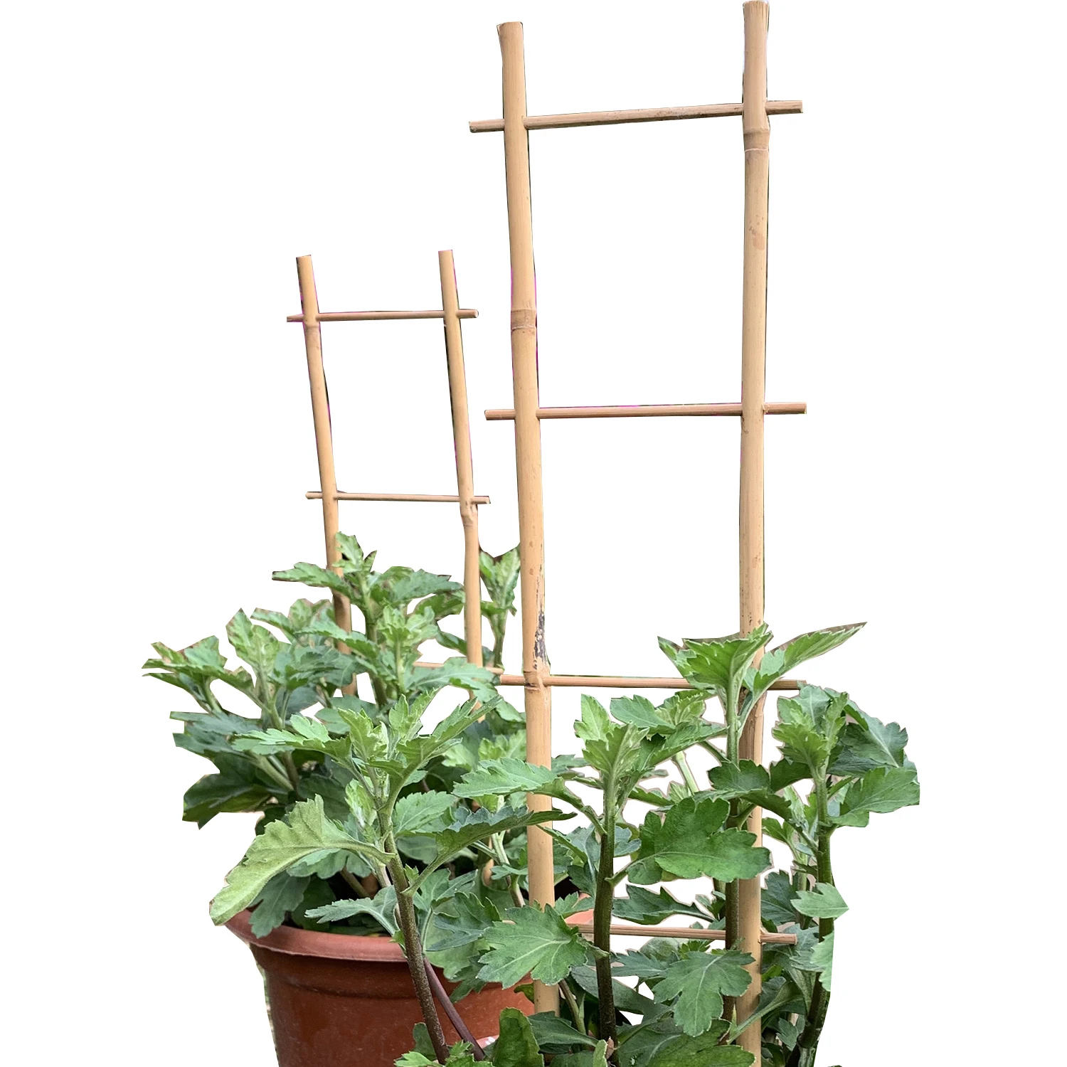 High quality Countertop flower support Country climbing plant Natural bamboo trellis