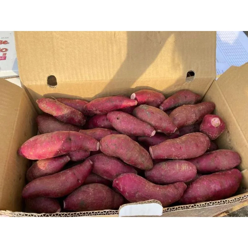 {HOT - SALE} - Fresh Sweet Patato/ High quality cheap fresh organic purple sweet potato in Vietnam market