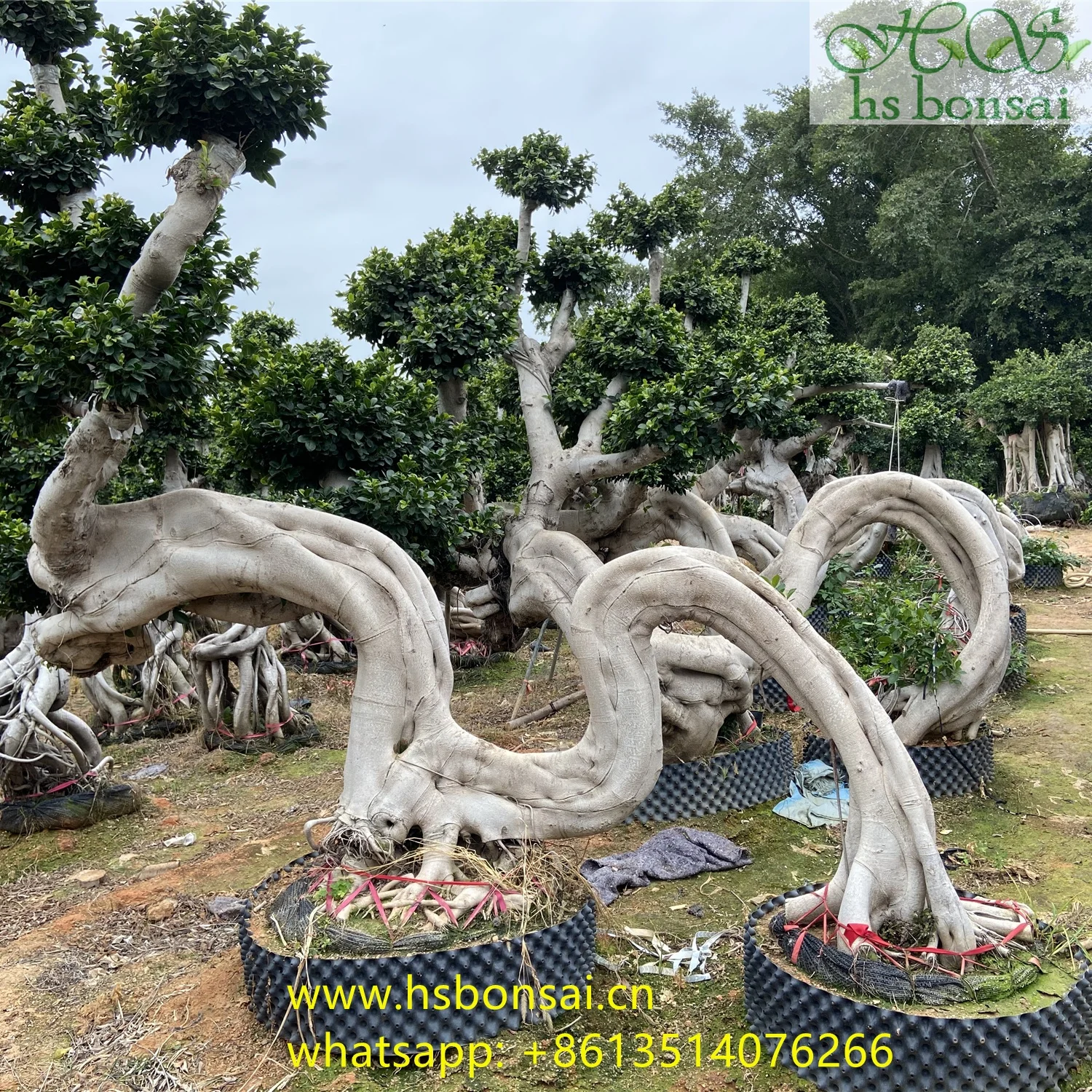 
Beautiful FICUS MICROCARPA ,Chinese Banyan ,Ornamental plants ficus bonsai big dragon 