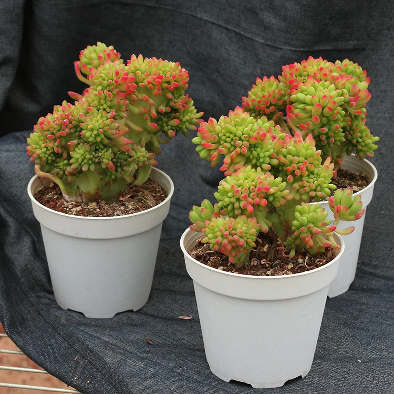 
artifical succulent plants big Live succulent plants natural indoor for desk China plant farm 