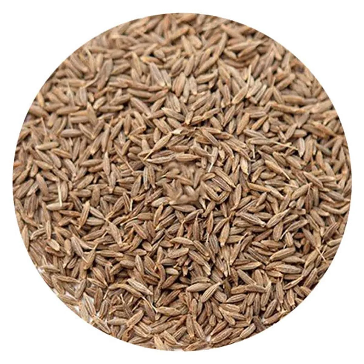 Hot Selling Organic Cumin Best Quality Herbs and Spice Cumin from Indian Exporter at Wholesale Price for export