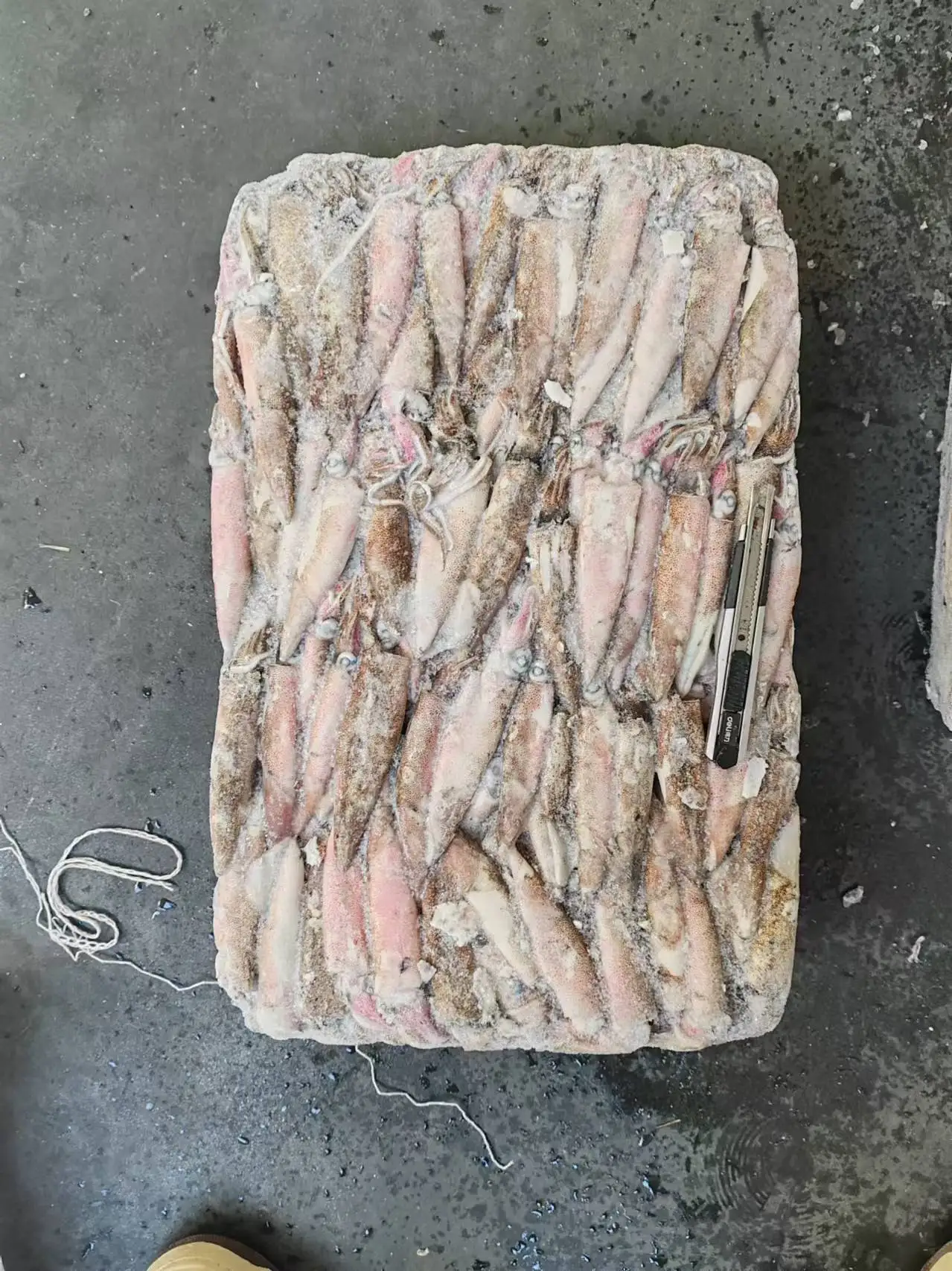 Good quality Loligo chinensis Frozen  loligo squid whole round squid whole round