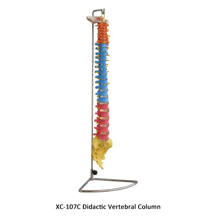 XC-107A Vertebral Column and Painted Muscles