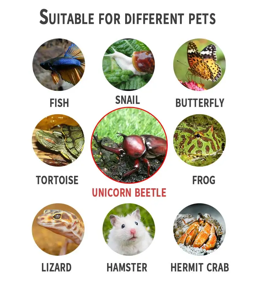 Plastic Landscaping Mini Fish Tank Reptile Terrarium Reptile Enclosure  Fish Tank Aquarium