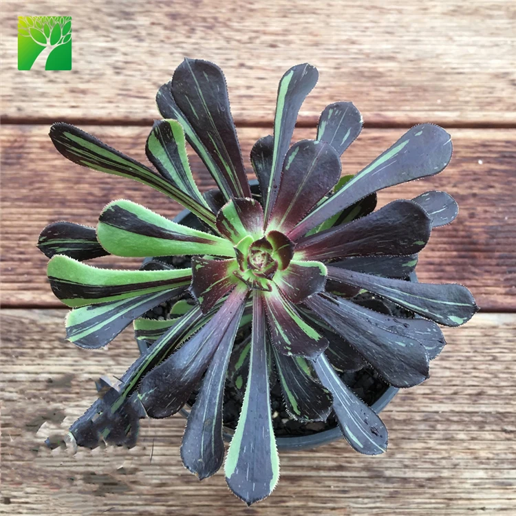 Горячая Распродажа, растение для ухода за суккулентами, натуральный эфиний, Большой взрыв