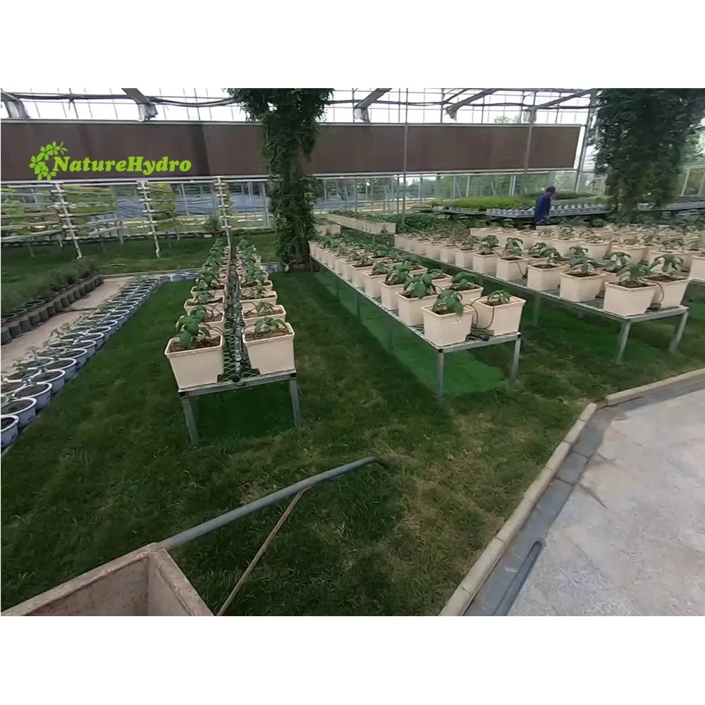 Searea Hydroponic Dutch Bucket System for growing vegetable in greenhouse Aquaponics Growing System