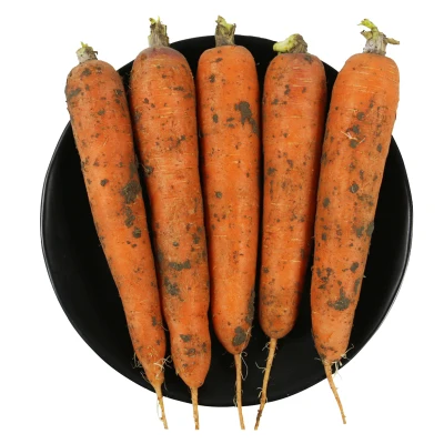 
Chinese fresh carrot new crop carrot wholesale exporter 