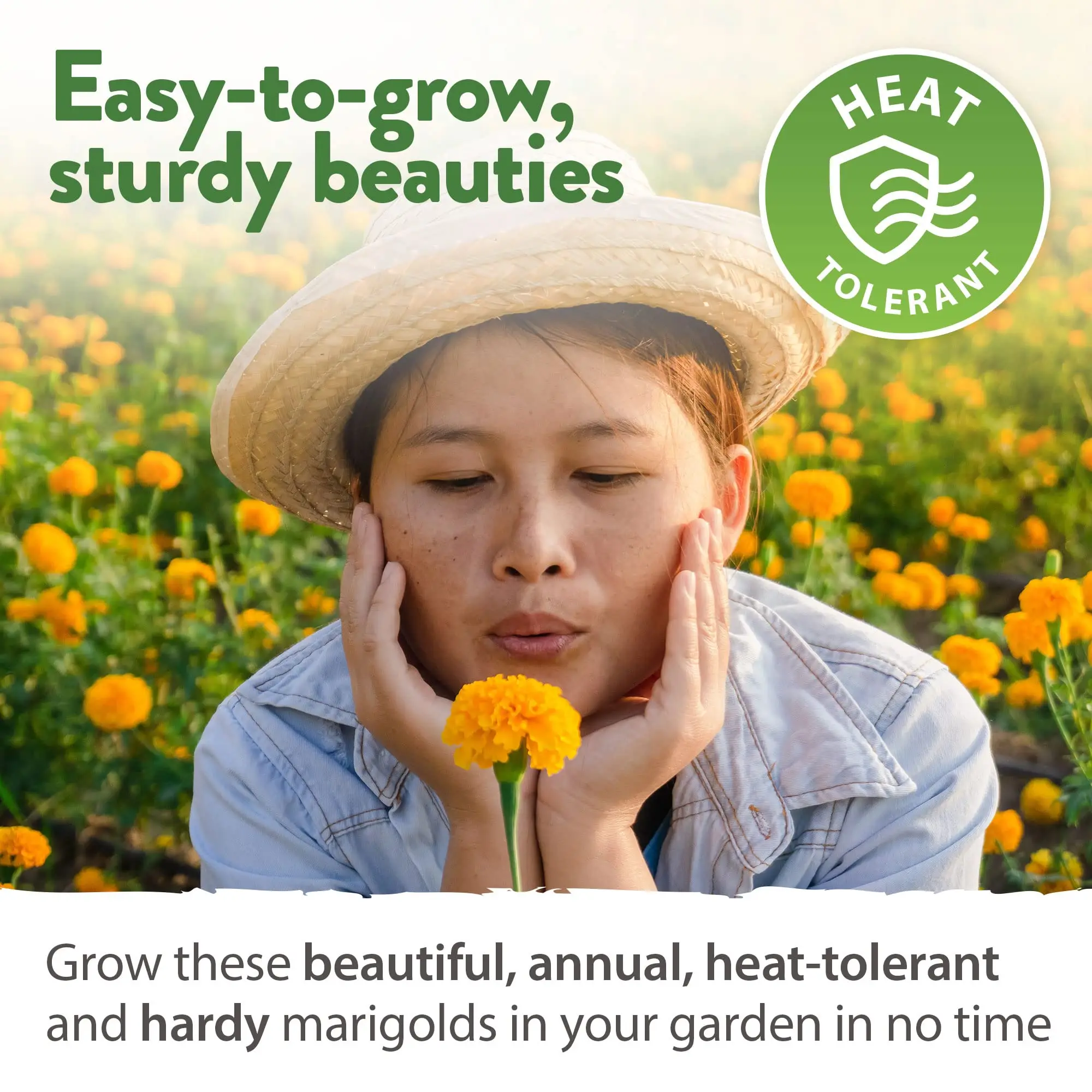 Superior Quality African Marigold Tagetes Erecta Quick-Growing Wildflower Companion Plant for Gardens Blooms Beautifully