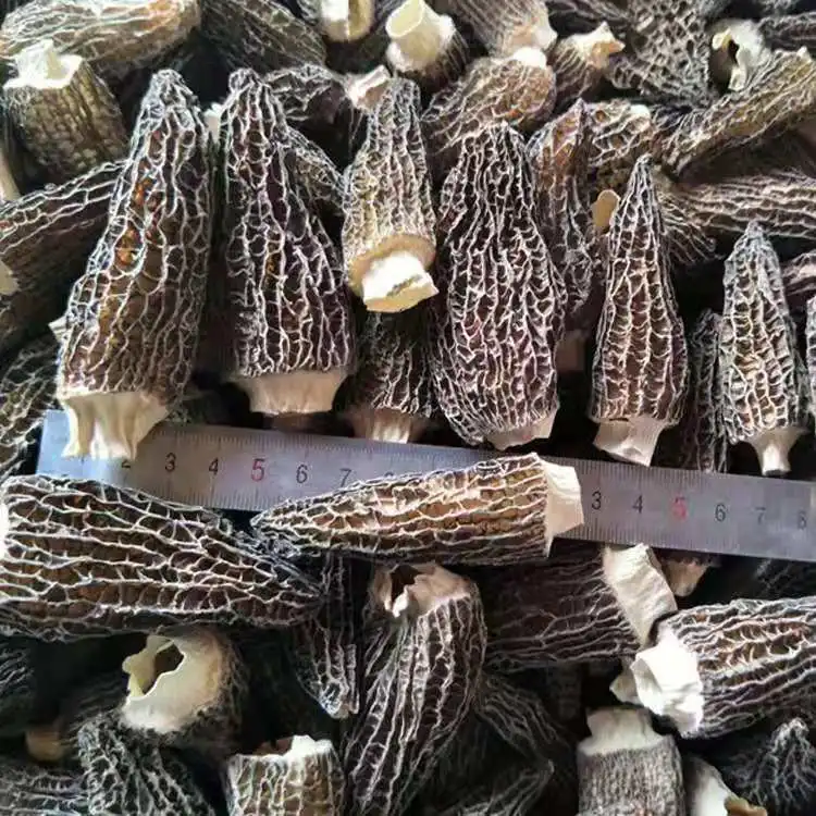 Бесплатные образцы сушеных черных грибов Morel