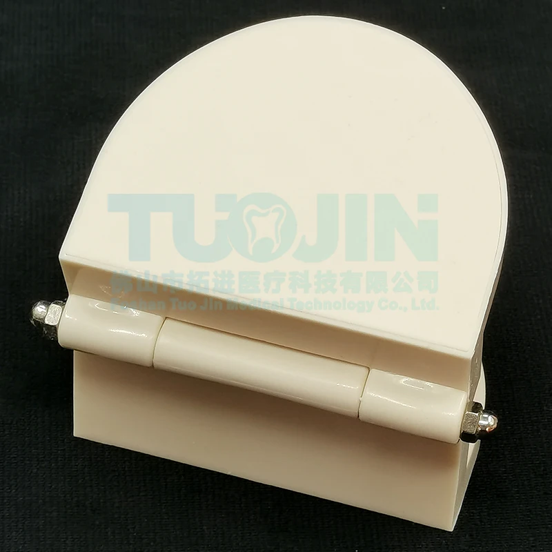 Dental Model Teeth Teaching Model Plastic Teeth Model For Dentist Dental Students Studying Education Display