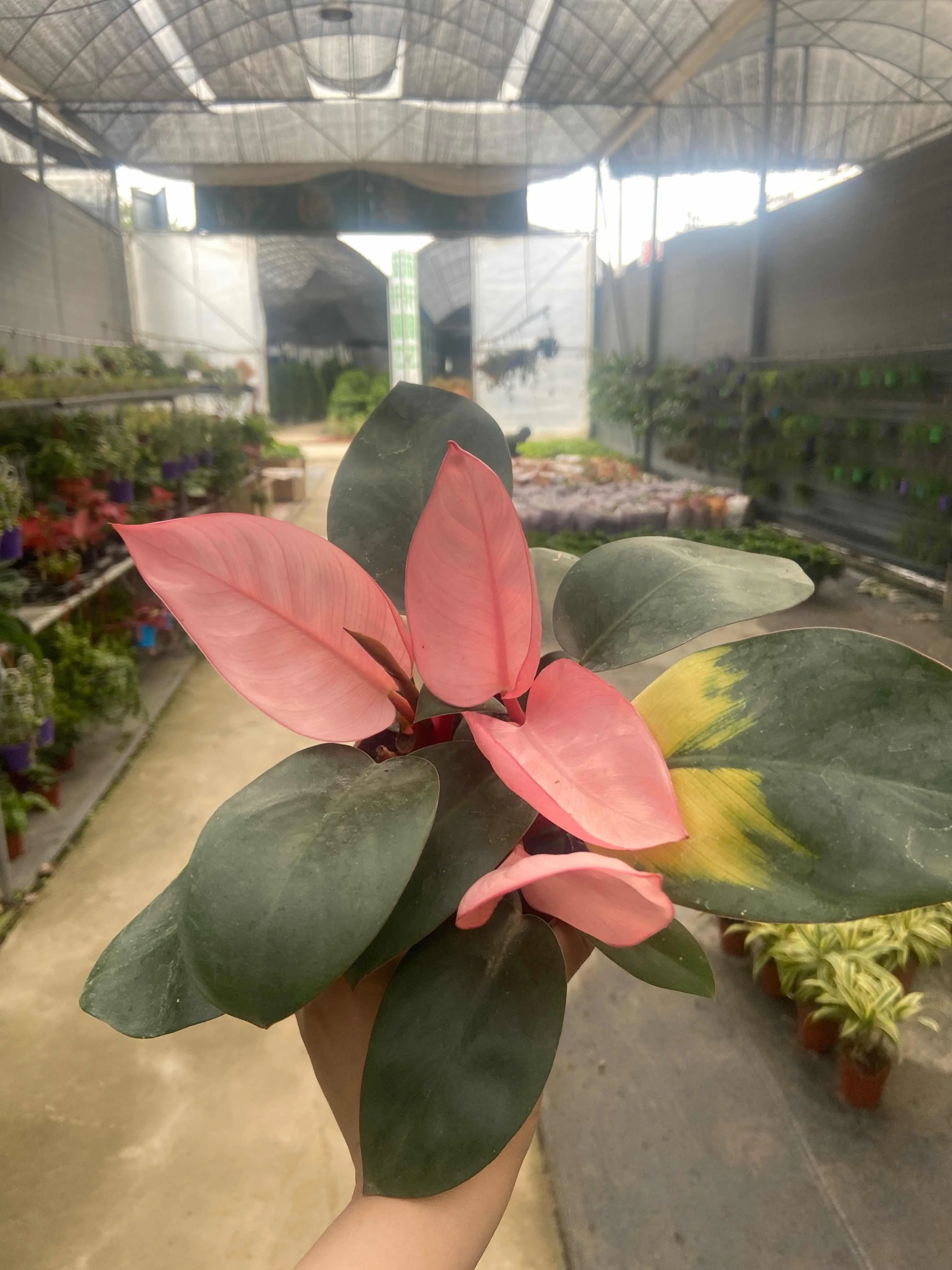 
Philodendron Pink Congo 