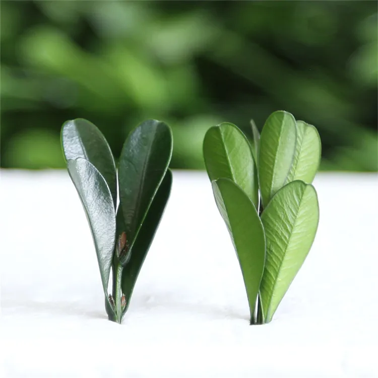 Artificial Preserved Buxus microphylla Metal Flower Design for Home Garden Handicraft Protection for Household Decoration