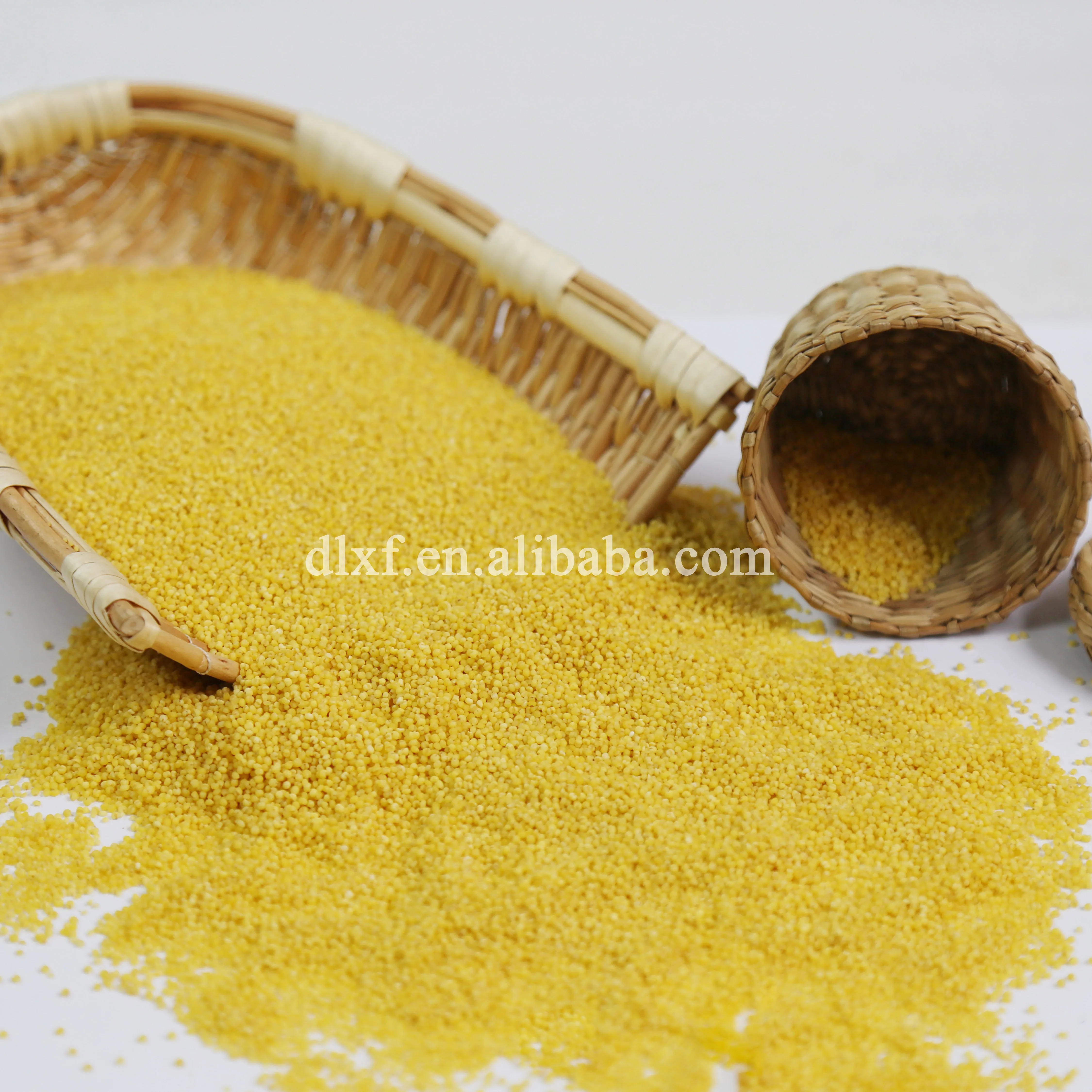 Wholesale High Quality yellow organic Millet