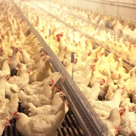 Automatic chain feeding system for breeder/laying hen