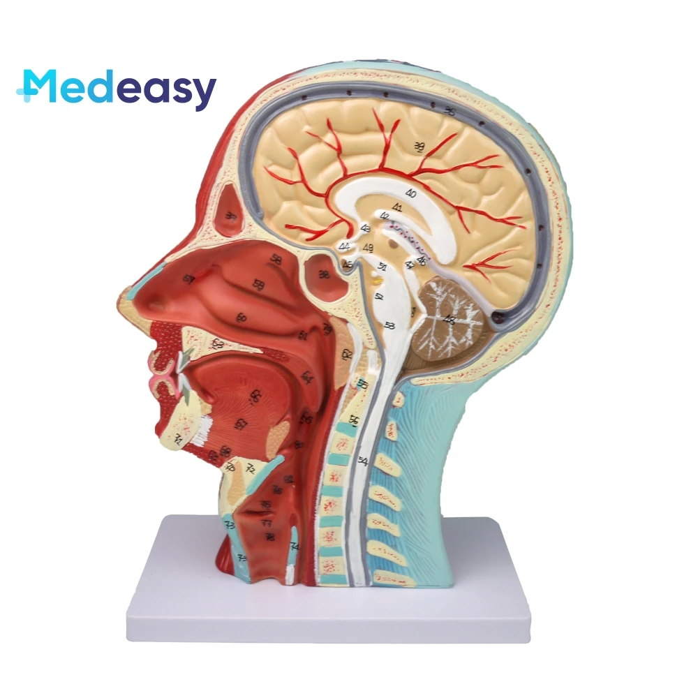 Medical training human head anatomy model, head and neck neurovascular model