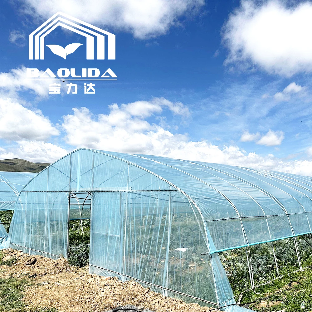 Agriculture plants growing tunnel greenhouse sale online 20m tunnel single-span greenhouse