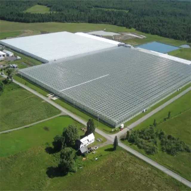 Китай, сельскохозяйственная многопролетная гидропонная стеклянная теплица Venlo для овощей/цветов/томатов/фермы/сада