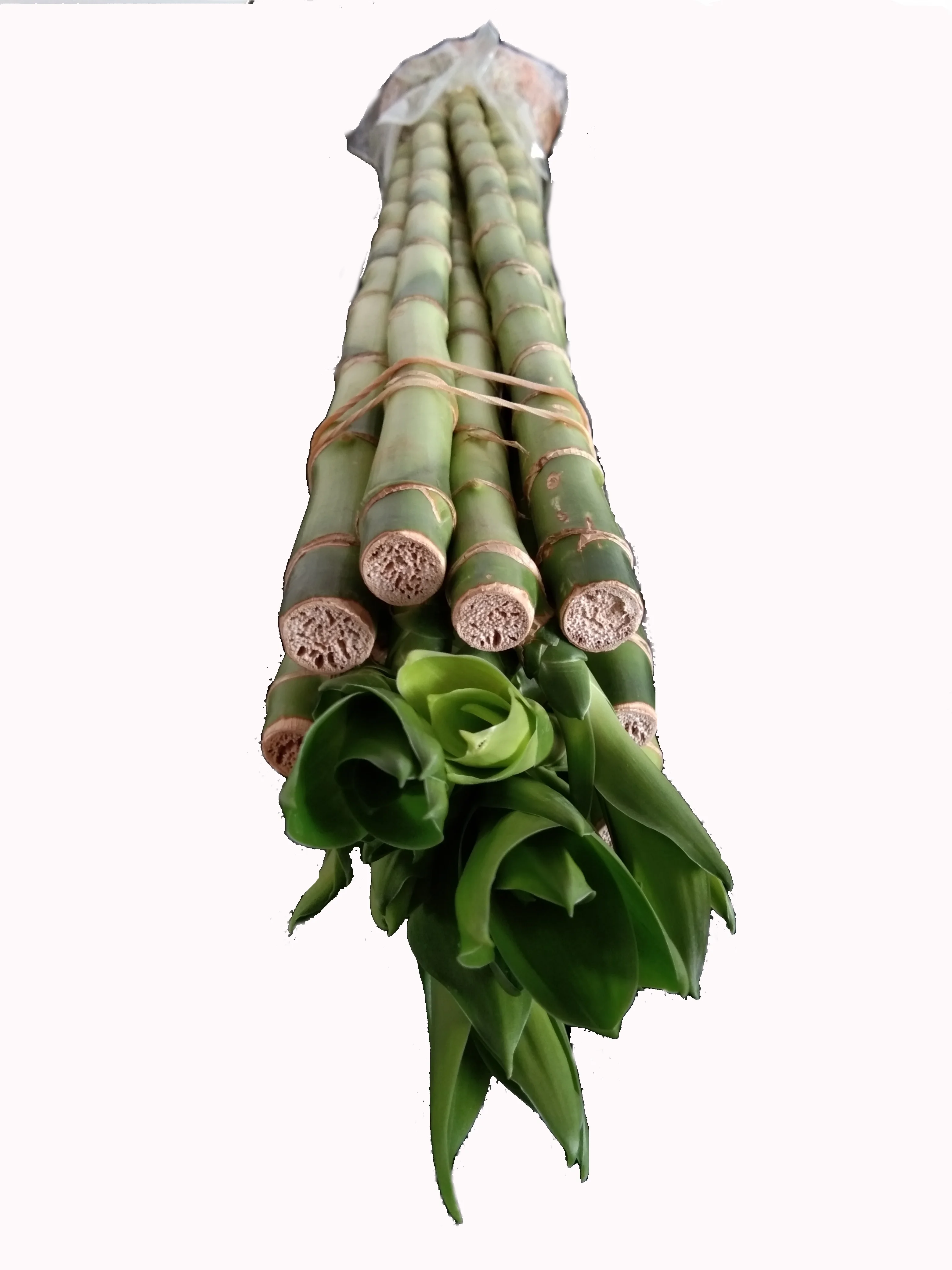 Green straight lucky bamboo plant dracaena sanderiana with good quality Zhanjiang