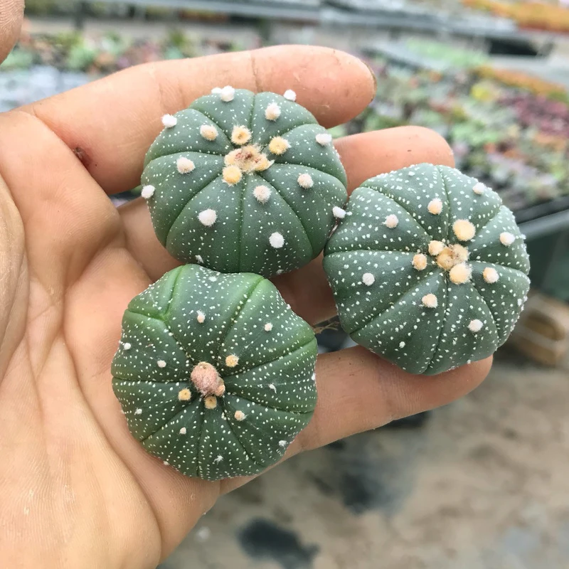 
Succulent plants Starbag Cactus wholesale Aquatic Plants 