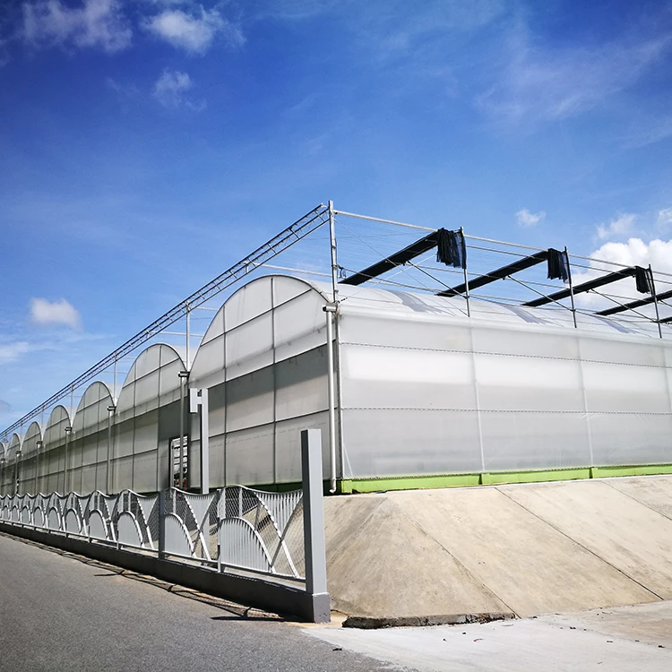 Steel frame structure greenhouse, agricultural film greenhouse for strawberry