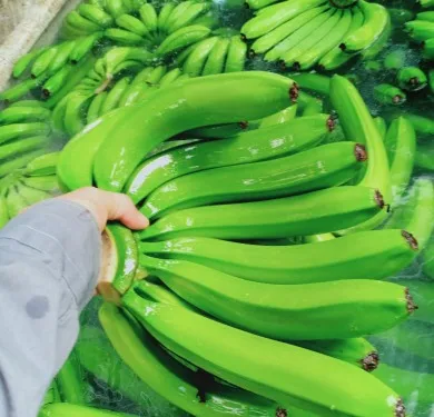 Wholesale High Quality Competitive Price FRESH CAVENDISH BANANA From Viet Nam