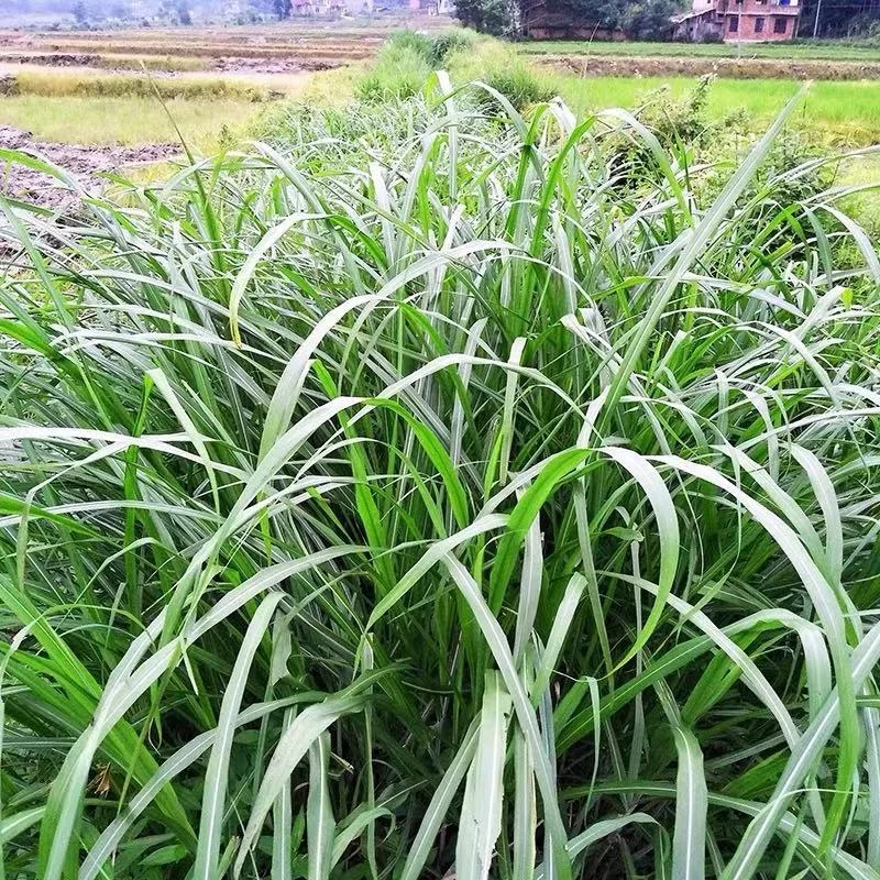 
High Germination Lemon Grass Seed 