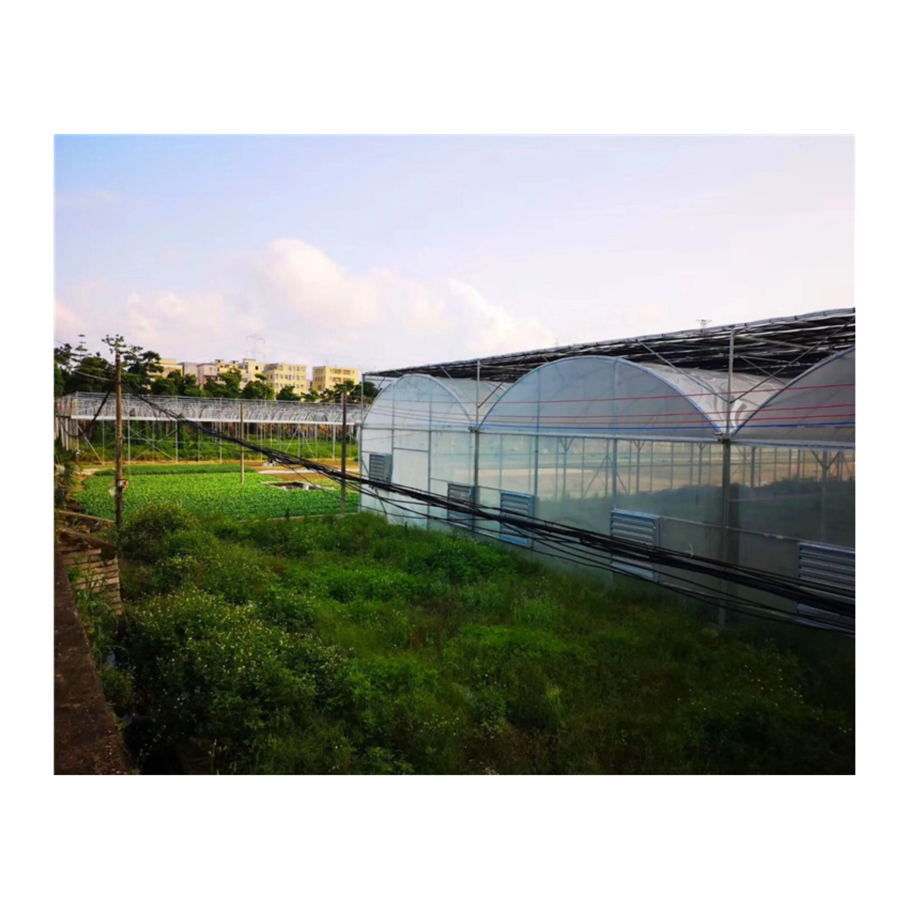 Build greenhouses suitable for growing vegetables and fruits in farmland