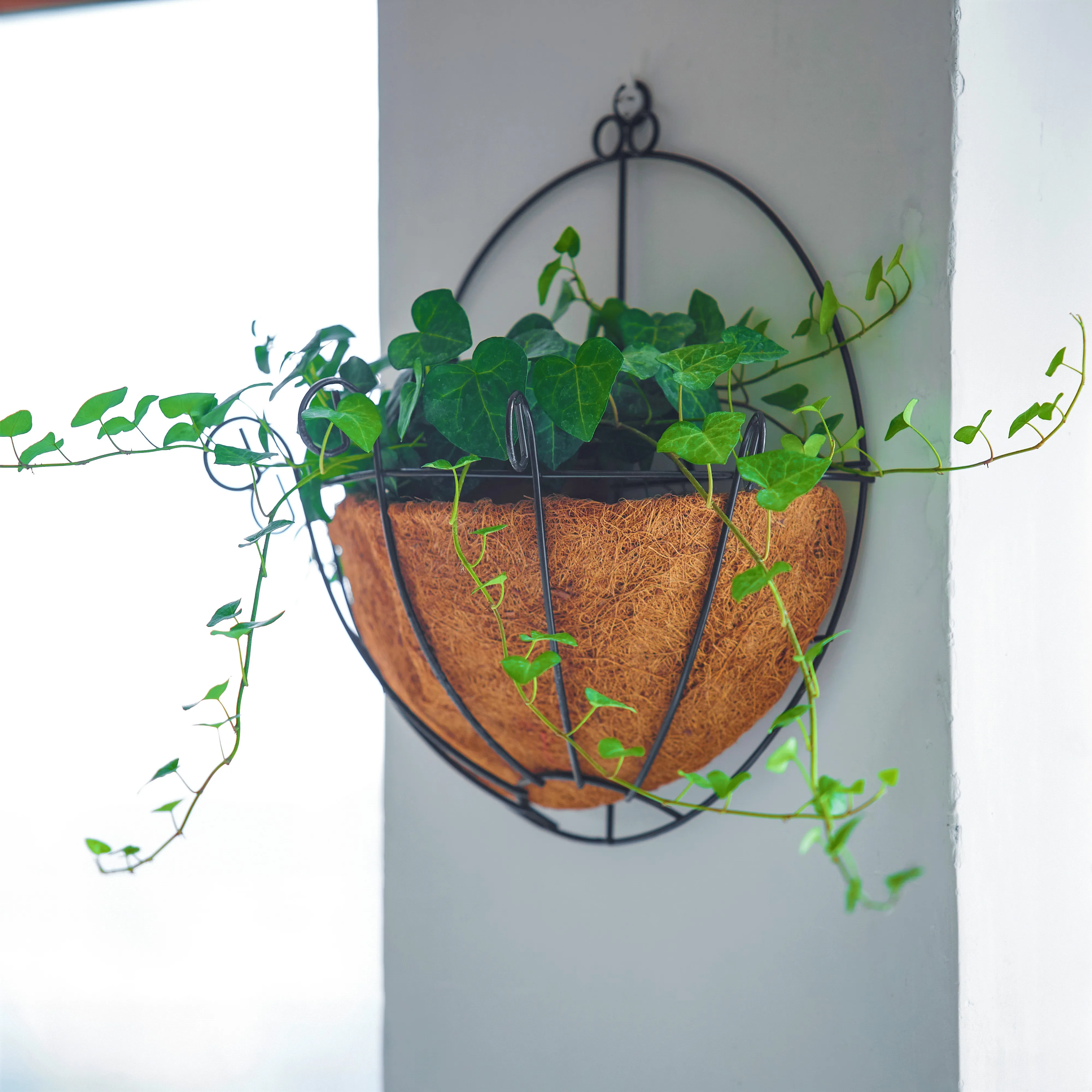 Professional manufacture cheap 152048T iron+Coconut 20cm*23cm detachable metal hanging planter basket