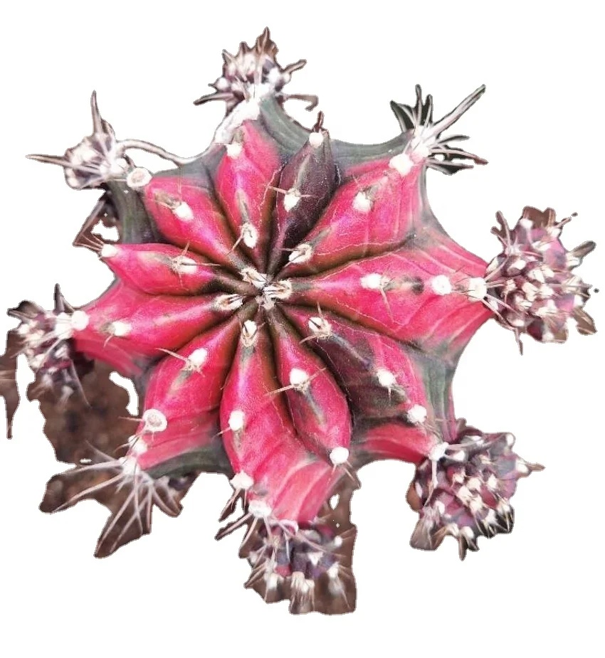 
Low price natural beauty real plant cactus gymnocalycium mihanovichii variegata for sale 
