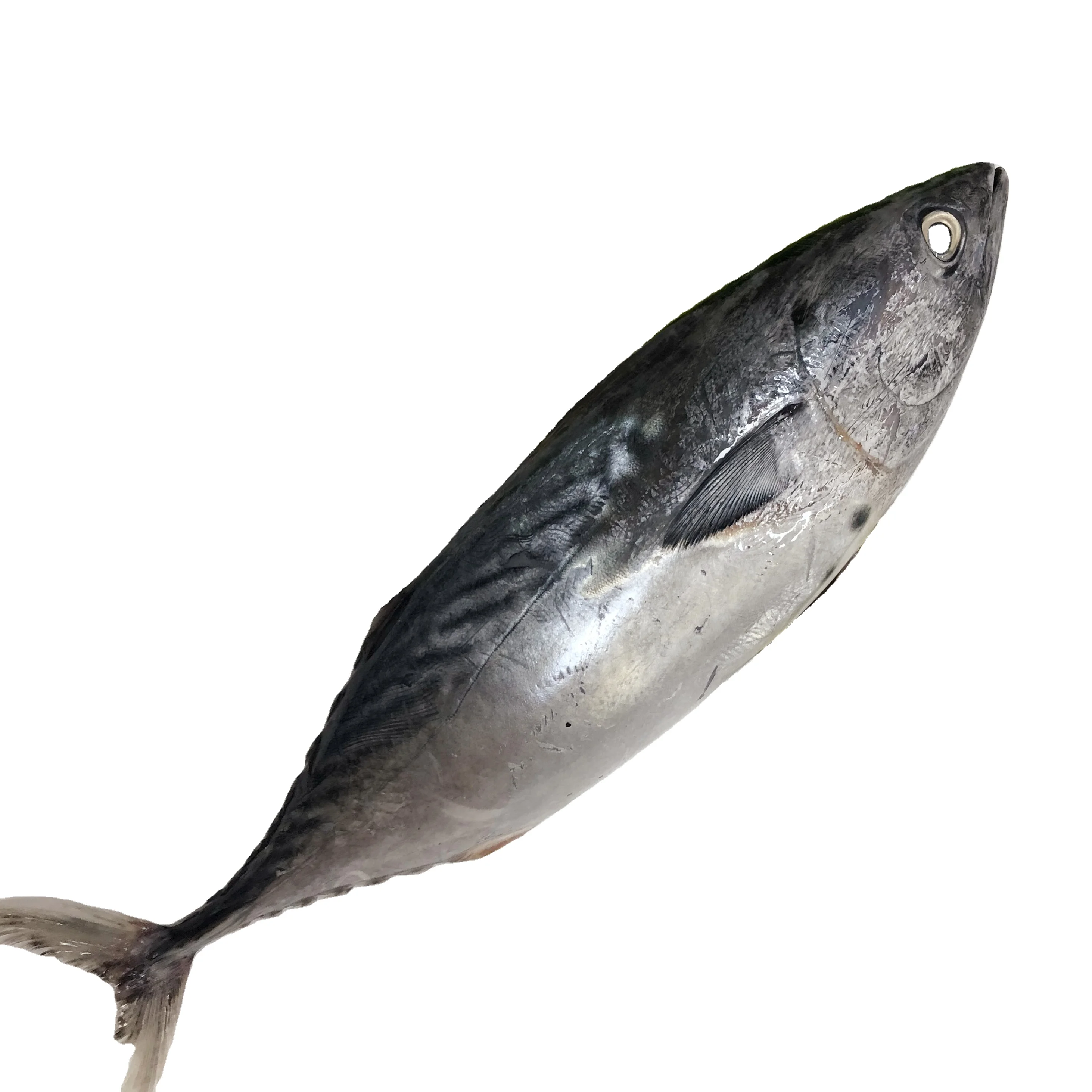 Высококачественный замороженный тунец, круглая замороженная тунца, рыба, цена