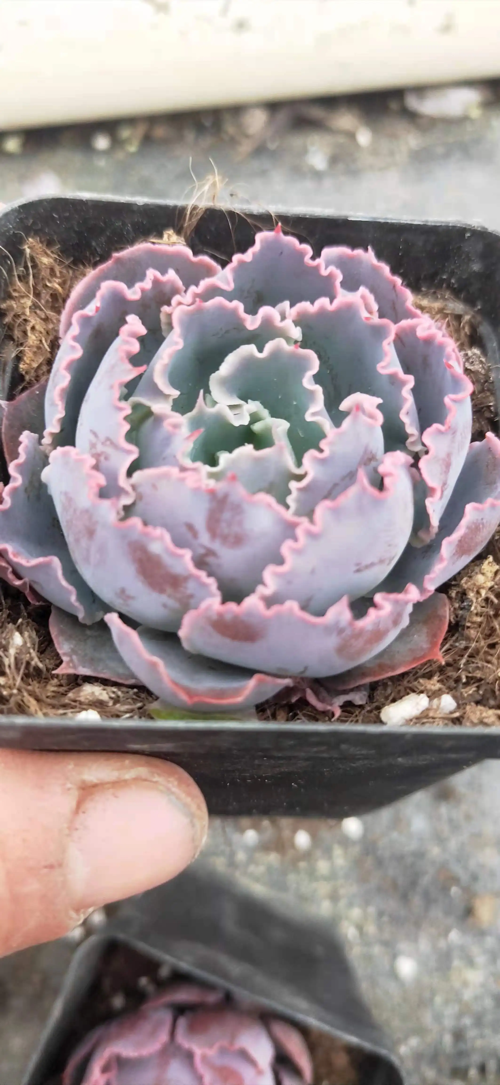 Оптовая продажа, Недорогие Декоративные искусственные мини-суккуленты в наличии